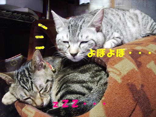 2nyan.JPG