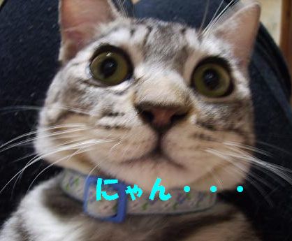 gnyan.JPG