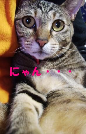 m-nyan.JPG