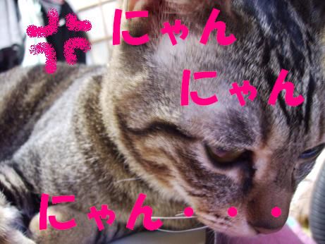 mnyan3.JPG
