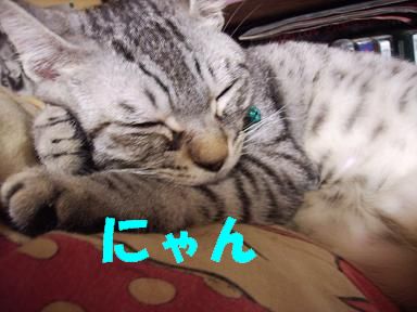 nyan1.JPG